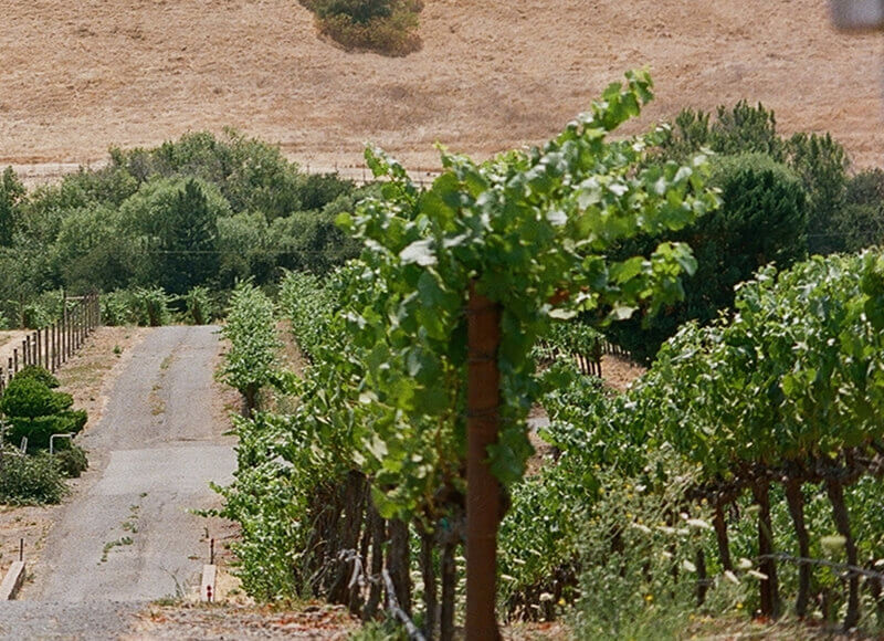 winery-15